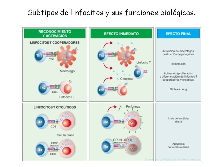 Subtipos de linfocitos y sus funciones biológicas. 