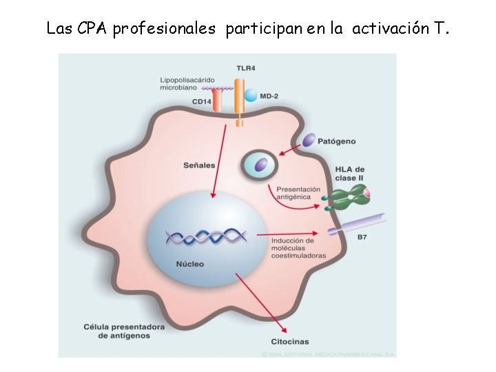 Las CPA profesionales participan en la activación T. 