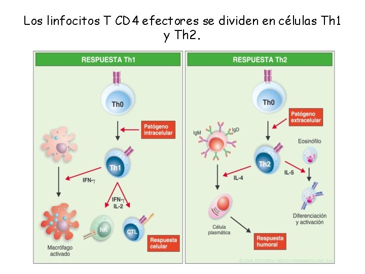 Los linfocitos T CD 4 efectores se dividen en células Th 1 y Th