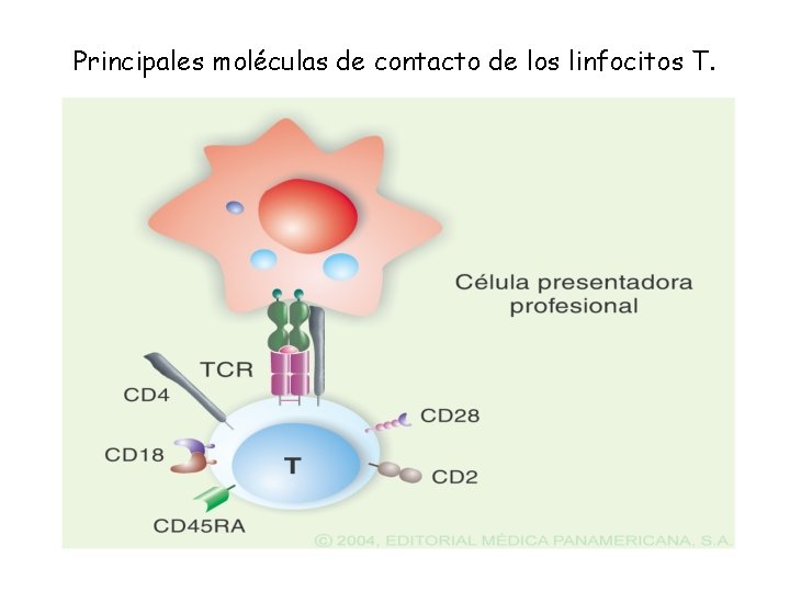 Principales moléculas de contacto de los linfocitos T. 
