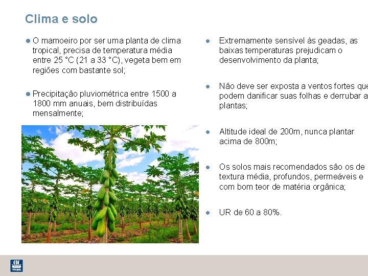 Clima e solo O mamoeiro por ser uma planta de clima tropical, precisa de