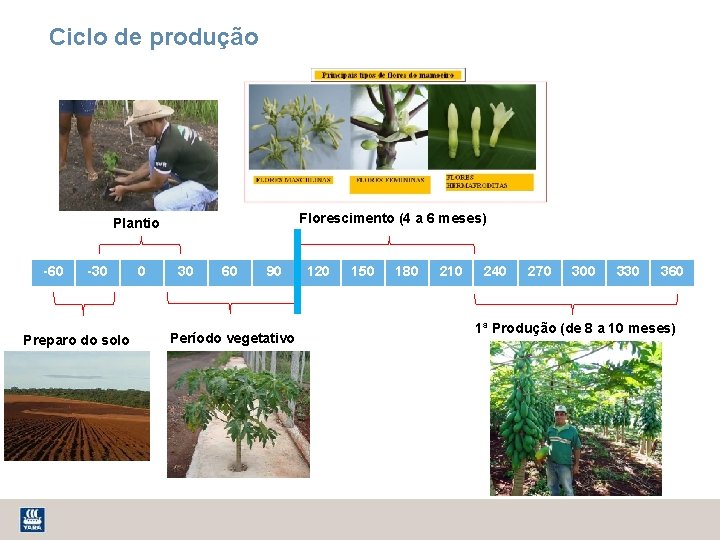 Ciclo de produção Florescimento (4 a 6 meses) Plantio -60 -30 Preparo do solo