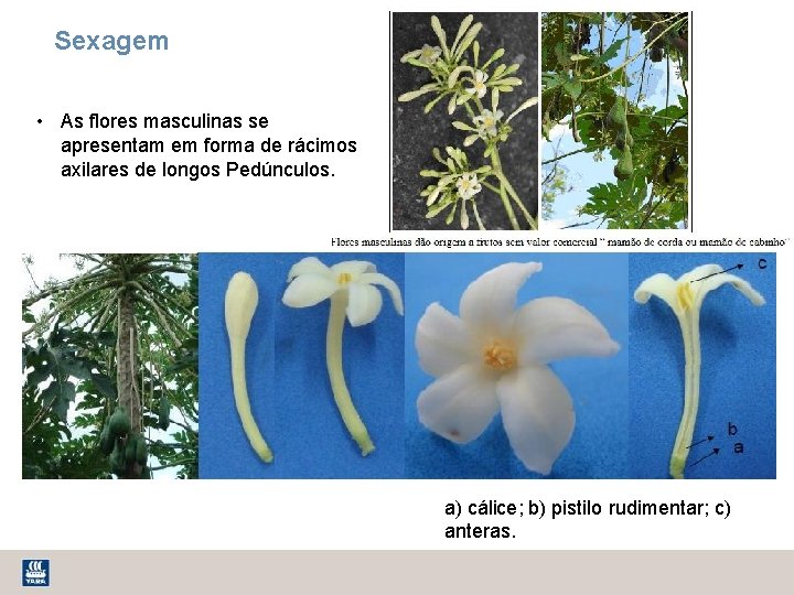 Sexagem • As flores masculinas se apresentam em forma de rácimos axilares de longos