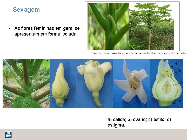 Sexagem • As flores femininas em geral se apresentam em forma isolada. a) cálice;