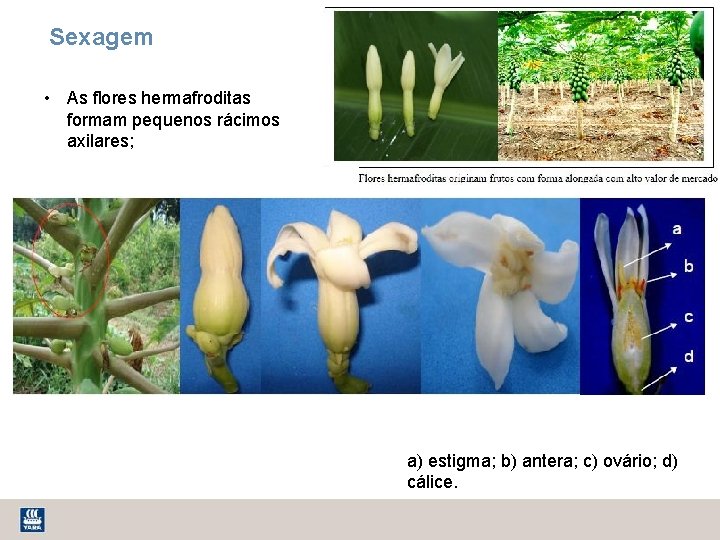 Sexagem • As flores hermafroditas formam pequenos rácimos axilares; a) estigma; b) antera; c)