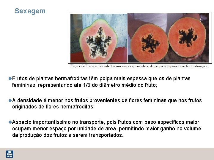 Sexagem Frutos de plantas hermafroditas têm polpa mais espessa que os de plantas femininas,