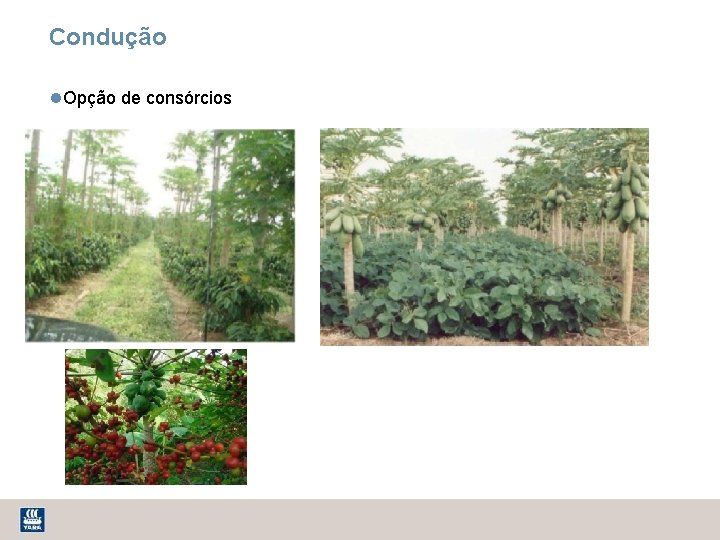 Condução Opção de consórcios 