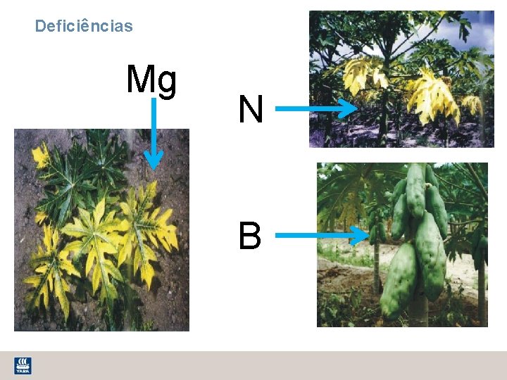 Deficiências Mg N B 