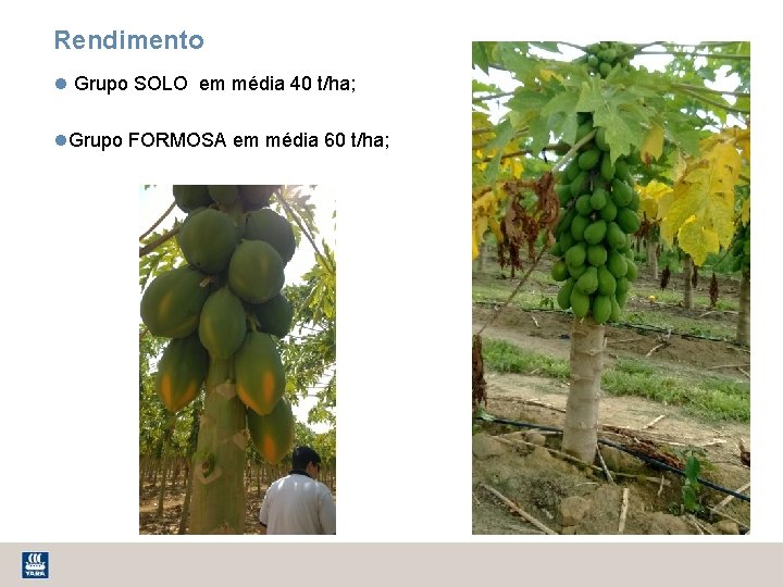 Rendimento Grupo SOLO em média 40 t/ha; Grupo FORMOSA em média 60 t/ha; 