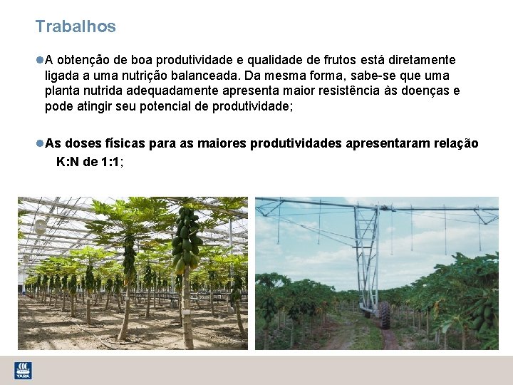 Trabalhos A obtenção de boa produtividade e qualidade de frutos está diretamente ligada a