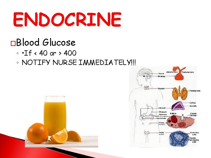 ENDOCRINE �Blood Glucose ◦ • If < 40 or > 400 ◦ NOTIFY NURSE