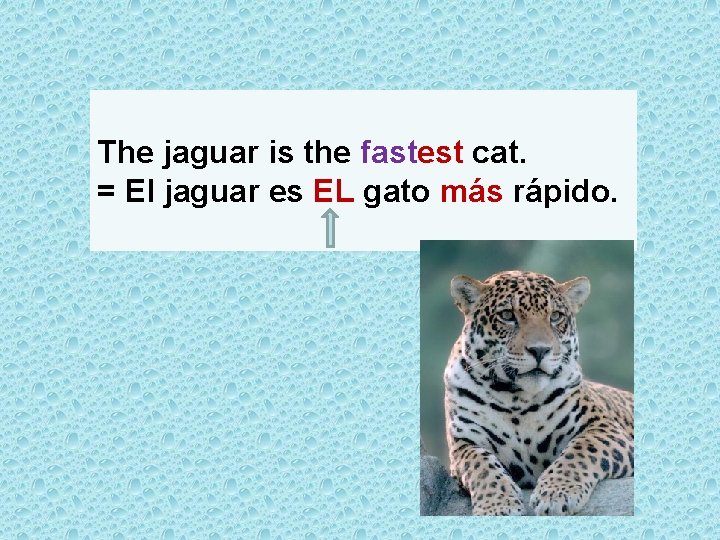 The jaguar is the fastest cat. = El jaguar es EL gato más rápido.