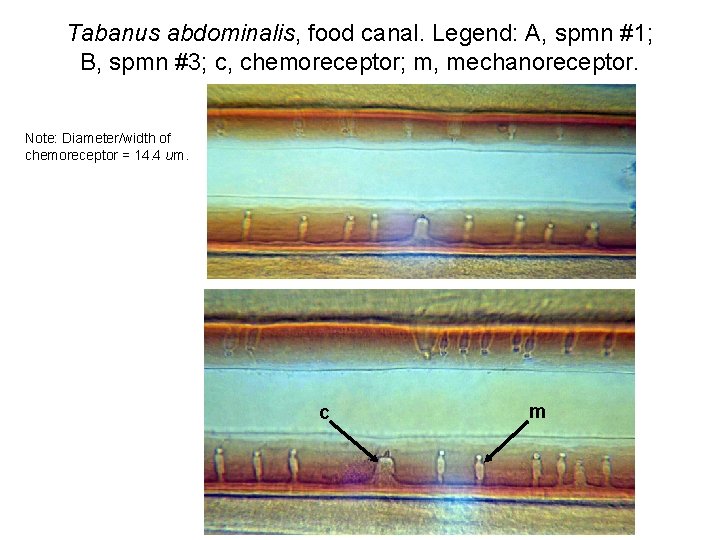 Tabanus abdominalis, food canal. Legend: A, spmn #1; B, spmn #3; c, chemoreceptor; m,