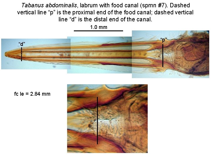 Tabanus abdominalis, labrum with food canal (spmn #7). Dashed vertical line “p” is the