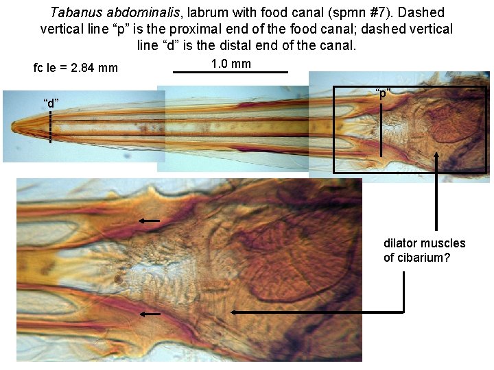 Tabanus abdominalis, labrum with food canal (spmn #7). Dashed vertical line “p” is the