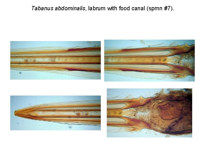 Tabanus abdominalis, labrum with food canal (spmn #7). 