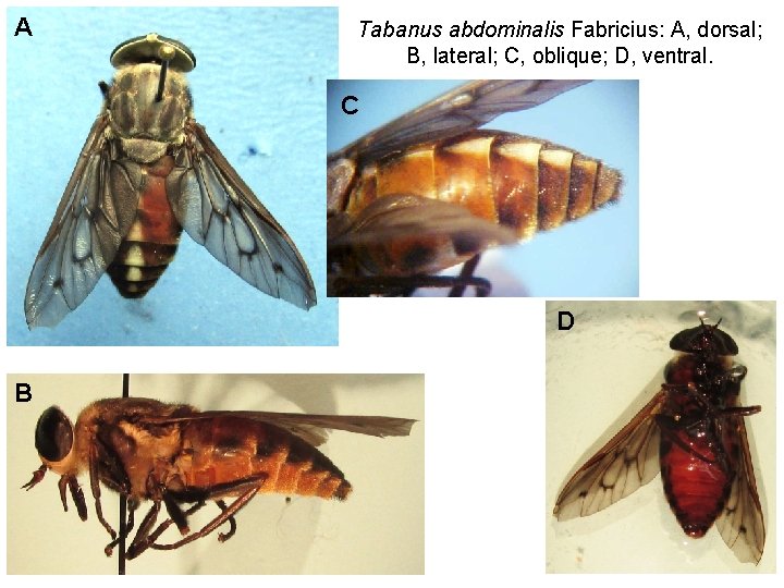 A Tabanus abdominalis Fabricius: A, dorsal; B, lateral; C, oblique; D, ventral. C D