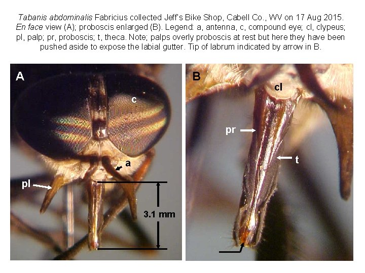 Tabanis abdominalis Fabricius collected Jeff’s Bike Shop, Cabell Co. , WV on 17 Aug