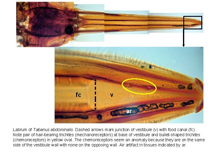 fc v ar Labrum of Tabanus abdominalis. Dashed arrows mark junction of vestibule (v)