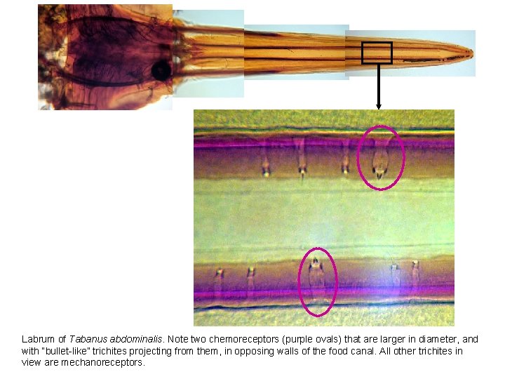 Labrum of Tabanus abdominalis. Note two chemoreceptors (purple ovals) that are larger in diameter,