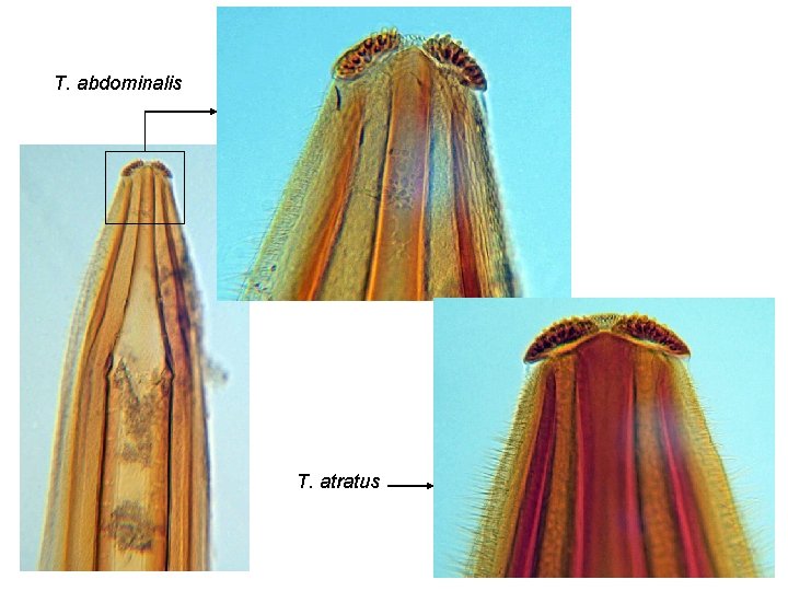 T. abdominalis T. atratus 