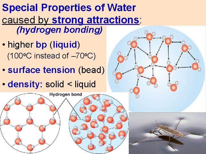 Special Properties of Water caused by strong attractions: (hydrogen bonding) • higher bp (liquid)