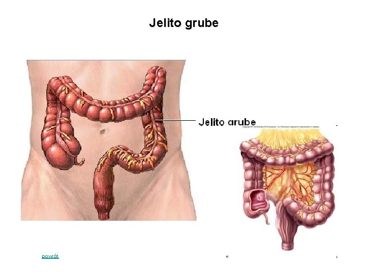 Jelito grube powrót Jelito grube powrót