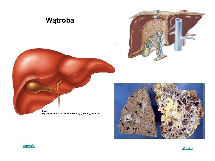 Wątroba powrót MENU 
