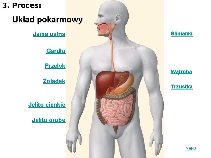 3. Proces: Układ pokarmowy Jama ustna Ślinianki Gardło Przełyk Żołądek Wątroba Trzustka Jelito cienkie