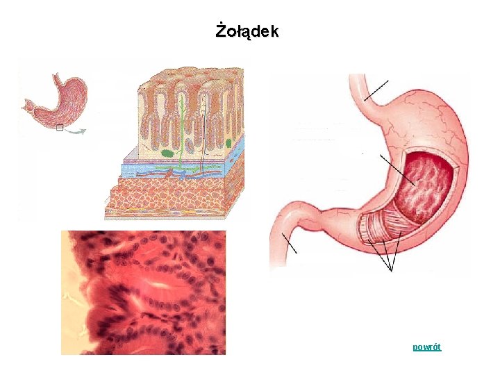 Żołądek powrót 