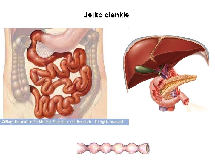 Jelito cienkie Jelito cienkie
