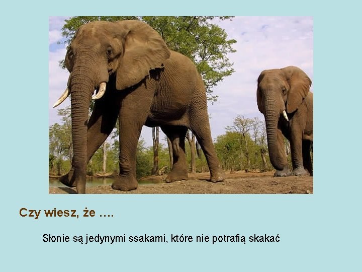 Czy wiesz, że …. Słonie są jedynymi ssakami, które nie potrafią skakać 