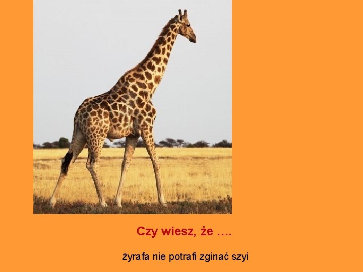 Czy wiesz, że …. żyrafa nie potrafi zginać szyi 