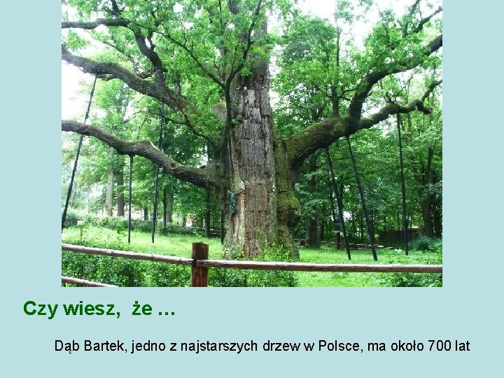 Czy wiesz, że … Dąb Bartek, jedno z najstarszych drzew w Polsce, ma około