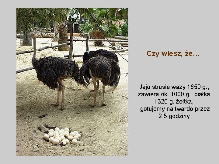 Czy wiesz, że… Jajo strusie waży 1650 g. , zawiera ok. 1000 g. ,