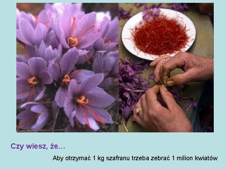 Czy wiesz, że… Aby otrzymać 1 kg szafranu trzeba zebrać 1 milion kwiatów 