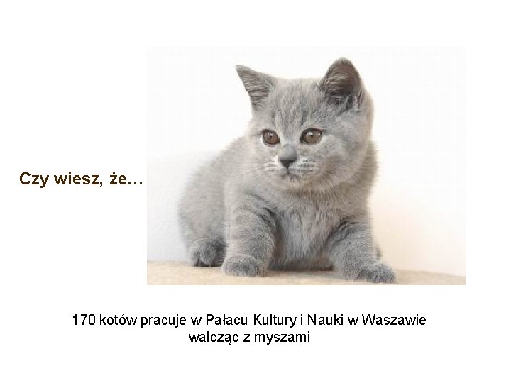 Czy wiesz, że… 170 kotów pracuje w Pałacu Kultury i Nauki w Waszawie walcząc