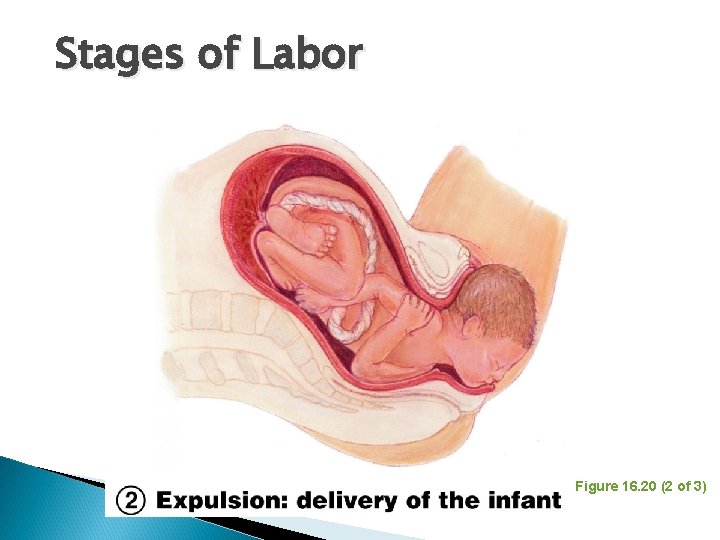 Stages of Labor Figure 16. 20 (2 of 3) 