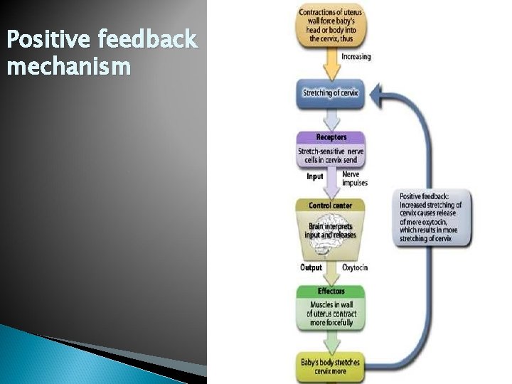 Positive feedback mechanism 