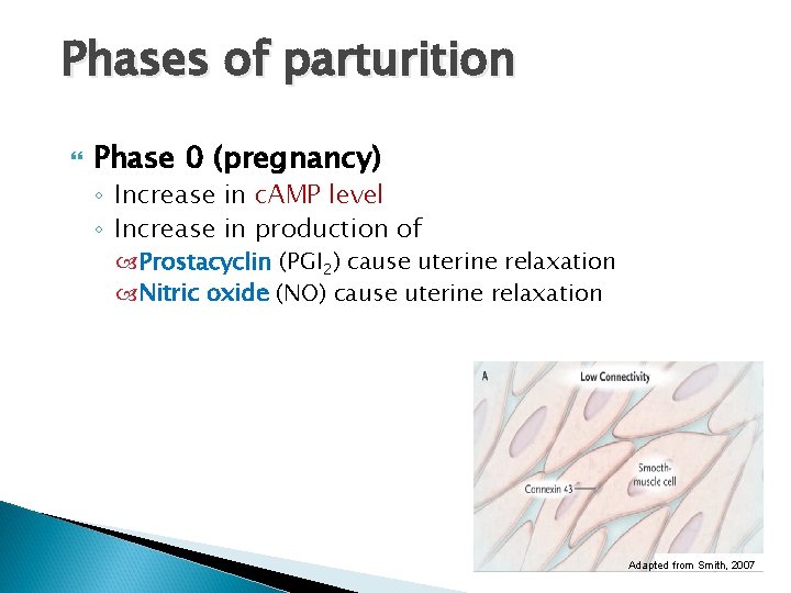 Phases of parturition Phase 0 (pregnancy) ◦ Increase in c. AMP level ◦ Increase