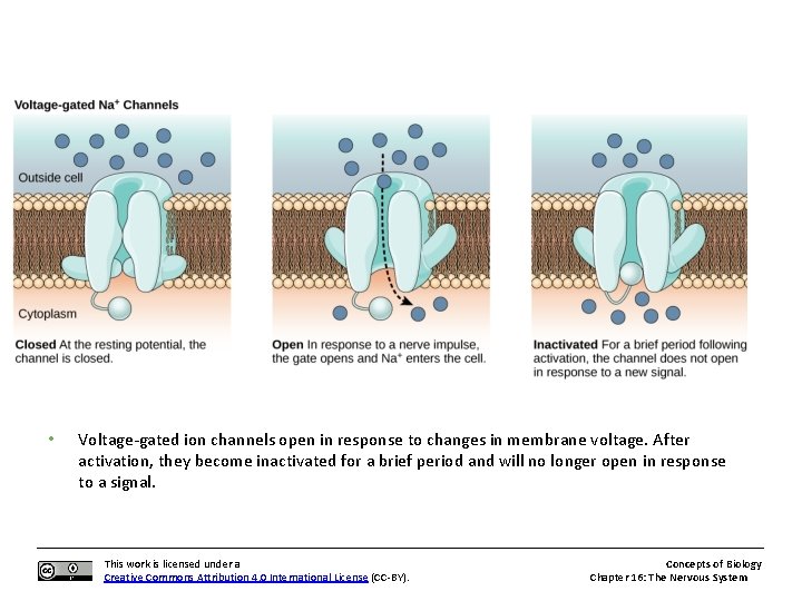  • Voltage-gated ion channels open in response to changes in membrane voltage. After