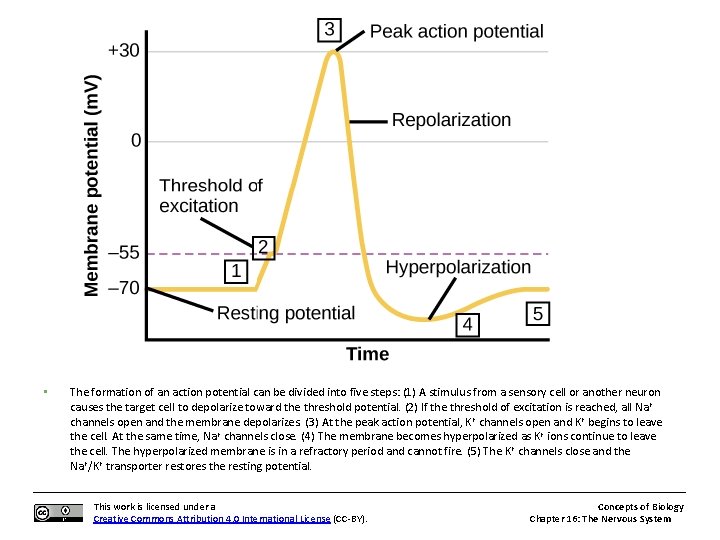  • The formation of an action potential can be divided into five steps: