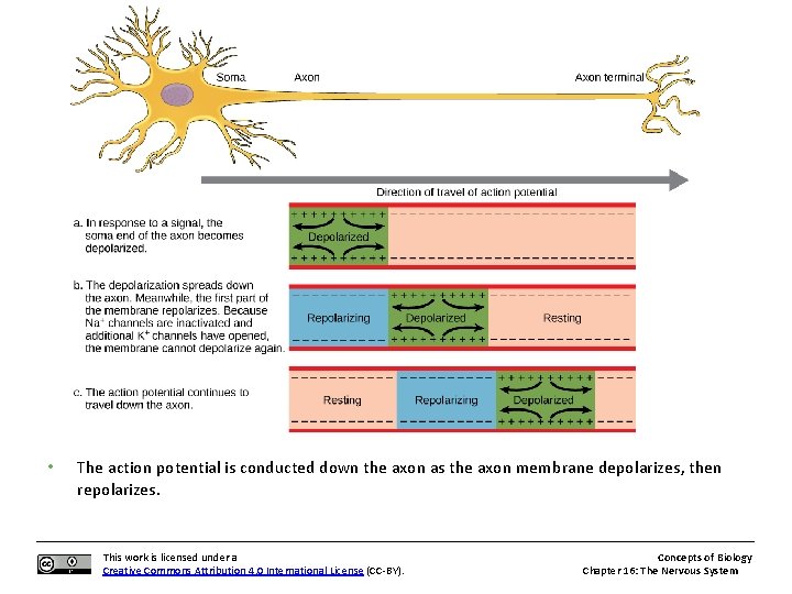  • The action potential is conducted down the axon as the axon membrane