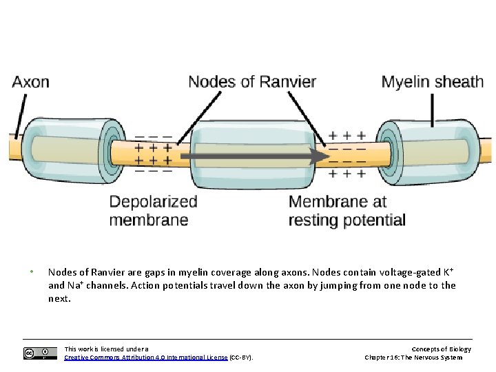  • Nodes of Ranvier are gaps in myelin coverage along axons. Nodes contain