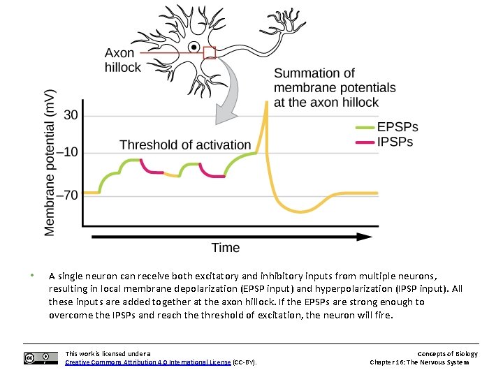  • A single neuron can receive both excitatory and inhibitory inputs from multiple