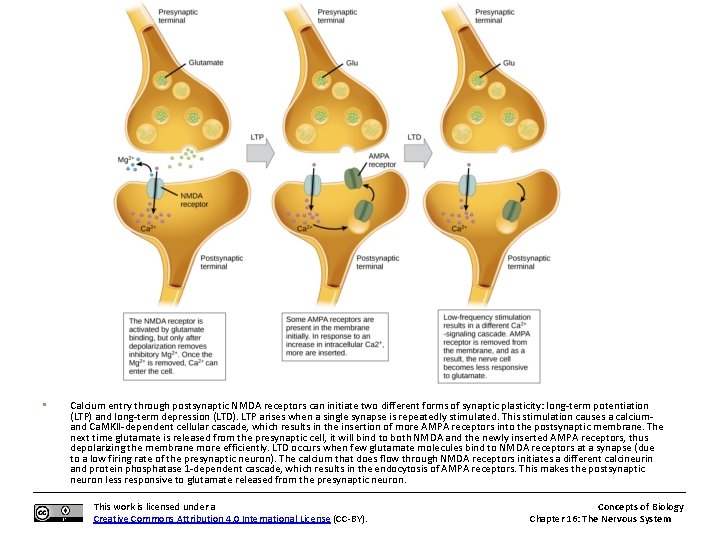  • Calcium entry through postsynaptic NMDA receptors can initiate two different forms of