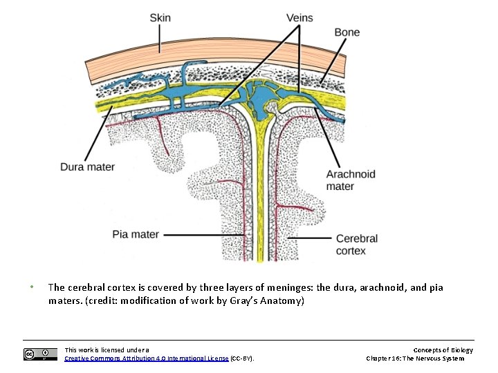  • The cerebral cortex is covered by three layers of meninges: the dura,