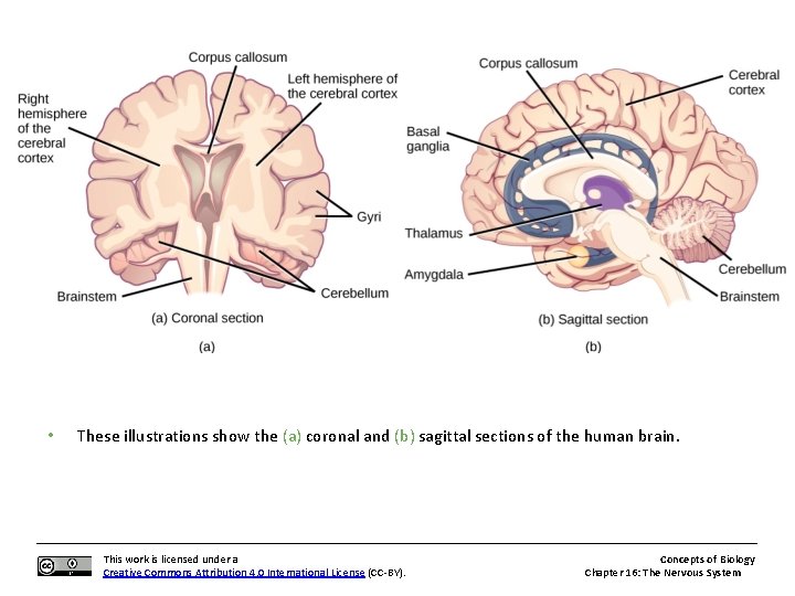  • These illustrations show the (a) coronal and (b) sagittal sections of the