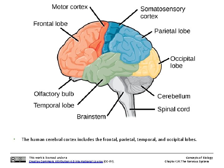  • The human cerebral cortex includes the frontal, parietal, temporal, and occipital lobes.