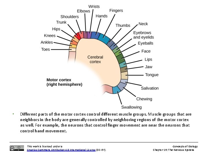  • Different parts of the motor cortex control different muscle groups. Muscle groups